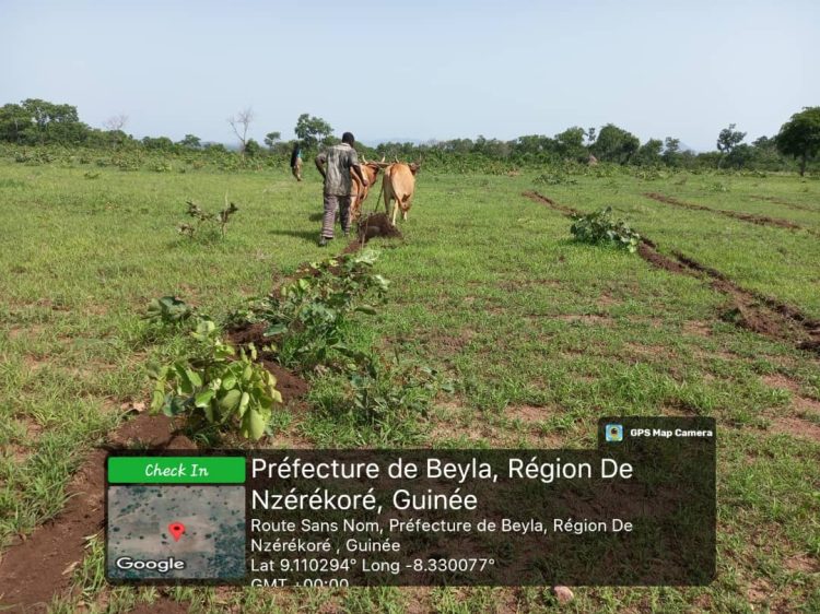 Restauration durable des forêts à Djassoudou : L’ONG GUIDRE et ses partenaires lancent la campagne d’ensemencement des jachères