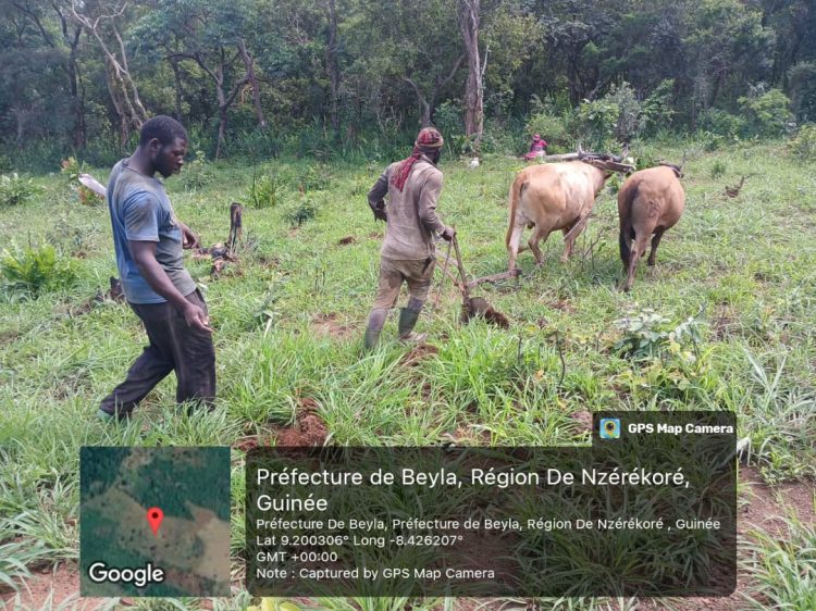 L’ONG GUIDRE poursuit ses activités d’ensemencement dans les villages impactés par le méga projet