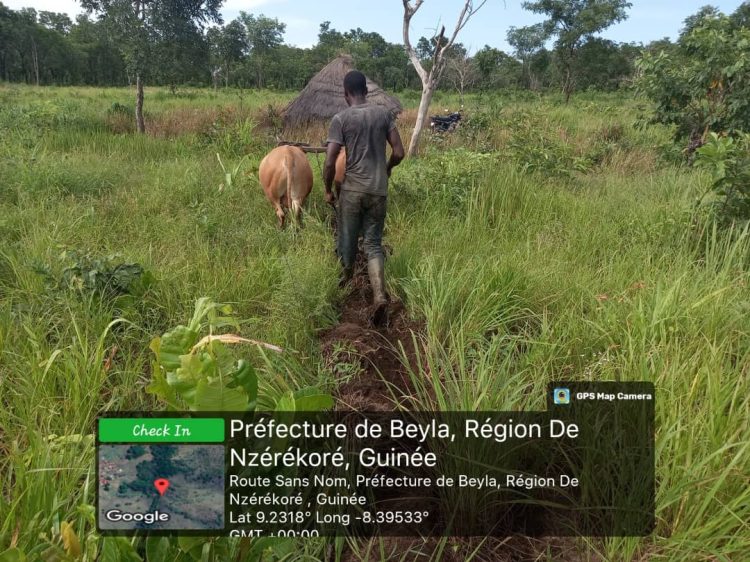 L’ONG GUIDRE poursuit ses activités d’ensemencement dans les villages impactés par le méga projet