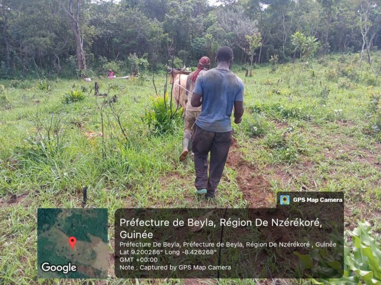 L’ONG GUIDRE poursuit ses activités d’ensemencement dans les villages impactés par le méga projet