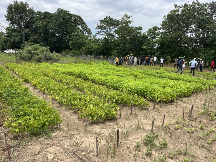 Lancement officiel des activités de reboisement dans les sous-bassins versants du projet AgriFARM