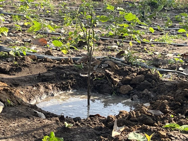 Célébration des 25 ans de GUIDRE : une journée dédiée au reboisement et à la durabilité environnementale