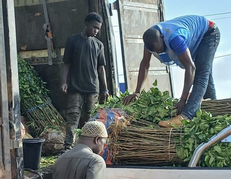 Relance des activités du Projet AGRIFARM : 38 000 plants fruitiers en cours de distribution dans la région de Kankan